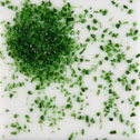 Uroboros Glass Frit - 128-96-F1 - Adventurine Green - 8.5 oz. jar