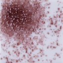 Uroboros Glass Frit - 142-96-F1 - Light Purple - 8.5 oz. jar