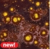 AMACO Crystaltex Glaze - CTL-45 - Sunset Jewel - 1 pint