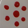 Willoughby's Enamel - E119 - Pink - 1 dram