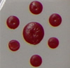 Willoughby's Enamel - E121 - Bright Red - 1 dram
