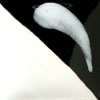 Duncan Concept Underglaze - CN-244 - Really White -  2 fluid oz.