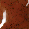 Duncan Concept Underglaze - CN-524 - Briarwood Sprinkles - 2 fluid oz.
