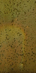 Aardvark's Raku Glaze RG-310 - 1 lb.
