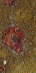 Aardvark's Raku Glaze RG-316 - 1 lb.